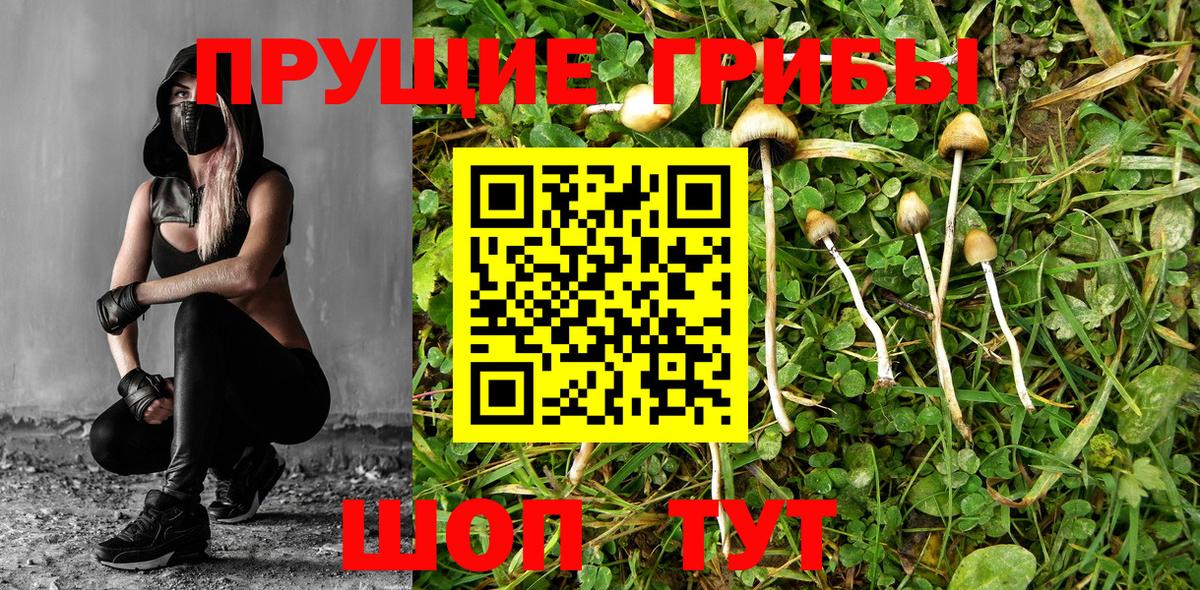 Галлюциногенные грибы Psilocybine cubensis  Вход с VPN  Троицк 